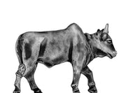 Ox (28mm)